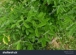 Attēlu rezultāti vaicājumam “Laburnum anagyroides leaf”