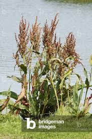 Attēlu rezultāti vaicājumam “Rumex aquaticus bud”