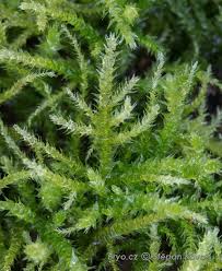 Attēlu rezultāti vaicājumam “Eurhynchium praelongum”