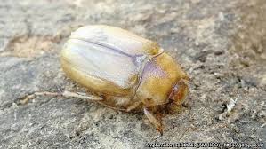 Attēlu rezultāti vaicājumam “Amphimallon solstitiale”