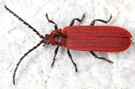 Attēlu rezultāti vaicājumam “Lopheros rubens”