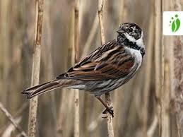 Attēlu rezultāti vaicājumam “Emberiza schoeniclus eggs”