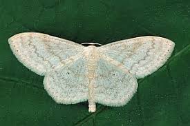 Attēlu rezultāti vaicājumam “Scopula floslactata imago”