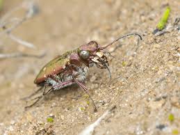 Attēlu rezultāti vaicājumam “Cicindela campestris imago”