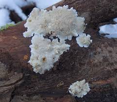 Attēlu rezultāti vaicājumam “Antrodiella faginea”