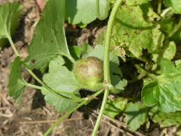 Attēlu rezultāti vaicājumam “Liposthenes glechomae”