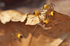 Attēlu rezultāti vaicājumam “Araneus diadematus eggs”