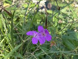 Attēlu rezultāti vaicājumam “Geranium palustre flower”