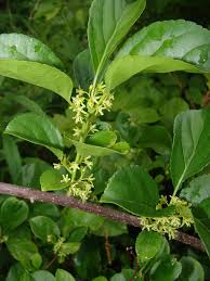 Attēlu rezultāti vaicājumam “Celastrus flagellaris”