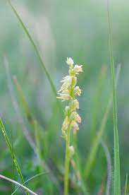 Attēlu rezultāti vaicājumam “Herminium monorchis flower”