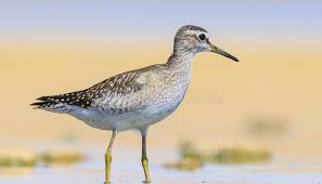 Attēlu rezultāti vaicājumam “Tringa glareola”