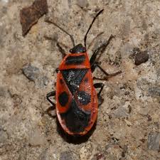 Attēlu rezultāti vaicājumam “Pyrrhocoris apterus”