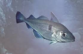 Image result for Melanogrammus aeglefinus