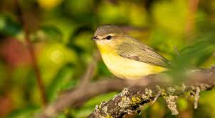 Image result for Vireo philadelphicus