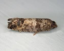 Attēlu rezultāti vaicājumam “Spilonota ocellana”