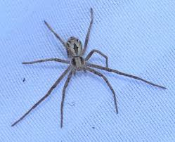 Attēlu rezultāti vaicājumam “Philodromidae”