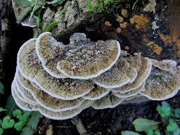 Attēlu rezultāti vaicājumam “Coriolopsis trogii”