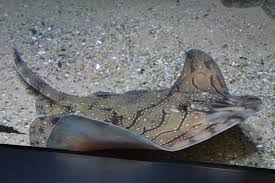 Image result for Raja undulata