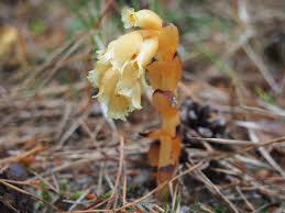 Attēlu rezultāti vaicājumam “Monotropa hypopitys bud”
