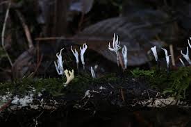 Attēlu rezultāti vaicājumam “Xylaria hypoxylon”