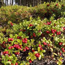 Attēlu rezultāti vaicājumam “Vaccinium vitis-idaea”