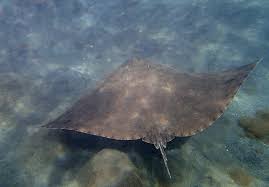 Image result for Gymnura altavela