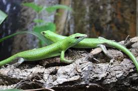 Risultati immagini per dasia smaragdina