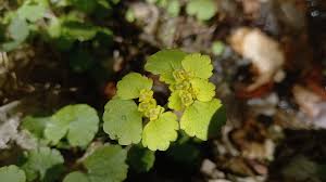 Attēlu rezultāti vaicājumam “Chrysosplenium alternifolium”