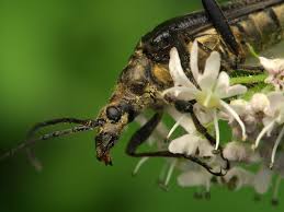 Attēlu rezultāti vaicājumam “Stenocorus meridianus”