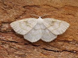 Attēlu rezultāti vaicājumam “Cabera exanthemata”