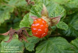 Attēlu rezultāti vaicājumam “Rubus nessensis fruit”