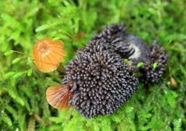 Attēlu rezultāti vaicājumam “Diderma subviridifuscum var. macrospora* macro”