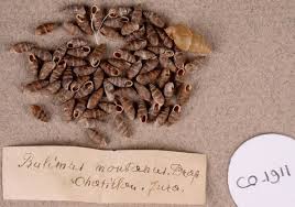 Attēlu rezultāti vaicājumam “Ena montana”