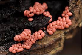 Attēlu rezultāti vaicājumam “Trichia contorta”