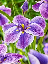 Image result for Iris