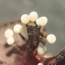 Attēlu rezultāti vaicājumam “Physarum leucophaeum macro”