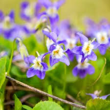 Attēlu rezultāti vaicājumam “Viola sororia flower”