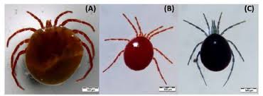 Attēlu rezultāti vaicājumam “Hydrachna”
