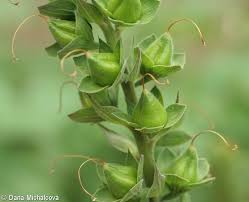 Attēlu rezultāti vaicājumam “Digitalis purpurea fruit”