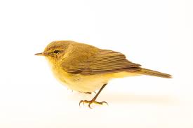 Attēlu rezultāti vaicājumam “Phylloscopus collybita”