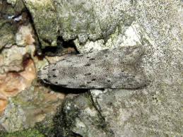 Attēlu rezultāti vaicājumam “Carpatolechia proximella”