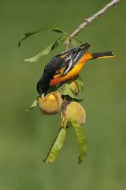 Image result for Icterus galbula