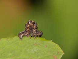 Attēlu rezultāti vaicājumam “Pareulype berberata”