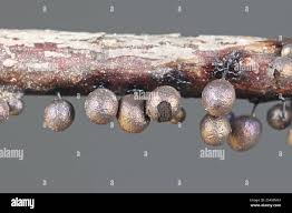 Attēlu rezultāti vaicājumam “Lamproderma ovoideum macro”