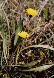 Attēlu rezultāti vaicājumam “Taraxacum suecicum”