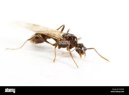 Attēlu rezultāti vaicājumam “Myrmica rubra”