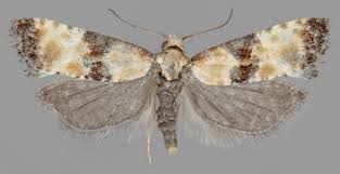 Attēlu rezultāti vaicājumam “Eupoecilia angustana”