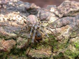 Attēlu rezultāti vaicājumam “Neriene montana”