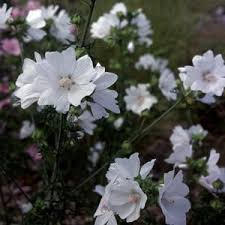 Attēlu rezultāti vaicājumam “Malva moschata alba leaf”