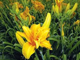 Attēlu rezultāti vaicājumam “Hemerocallis lilioasphodelus flower”